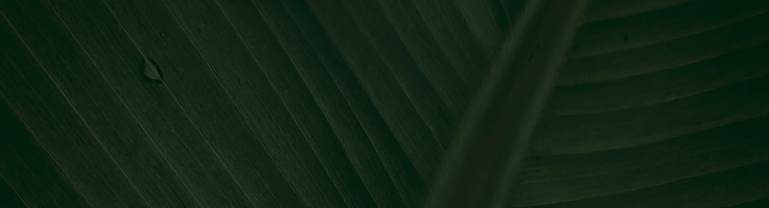 Elixir | Cachos Essenciais 60ml